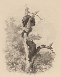 Les Ours, 1858-1874