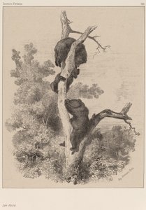 Les ours