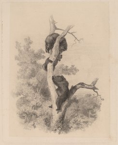 Les ours - Karl Bodmer
