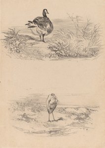 Oie, Héron - Karl Bodmer