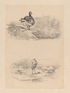Oie, Héron - Karl Bodmer