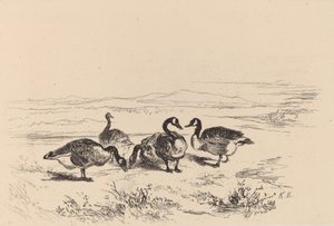 Oies bernaches - Karl Bodmer