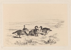 Oies bernaches - Karl Bodmer