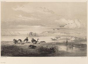 Oies sauvages - Karl Bodmer