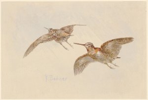 Des bécasses en vol - Karl Bodmer
