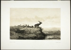 Le matin : Cerfs et biches - Karl Bodmer