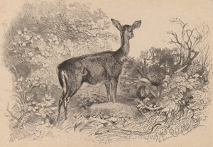 Une biche - Karl Bodmer