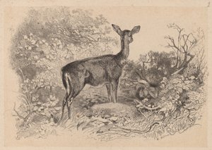 Une biche - Karl Bodmer