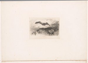 Aigle volant - Karl Bodmer