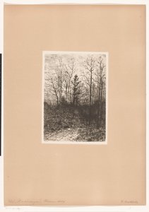 Paysage forestier