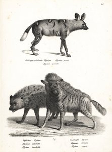 Chien sauvage africain, Lycaon pictus, en danger, hyène tachetée, Crocuta crocuta, et hyène rayée, Hyaena hyaena. Lithographie de Karl Joseph Brodtmann d