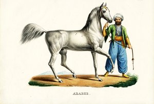 Cheval arabe, 1824 - Karl Joseph Brodtmann