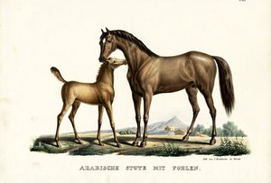 Cheval arabe avec volaille, 1824 - Karl Joseph Brodtmann