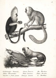 Ouistiti à tête dorée, Callithrix flaviceps (en danger) 1, et tamarin lion doré, Leontopithecus rosalia (en danger) 2,3. Lithographie de Karl Joseph Brodtmann de l