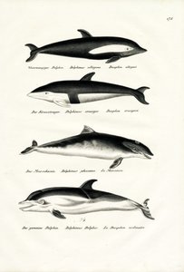 Différents types de dauphins, 1824 - Karl Joseph Brodtmann