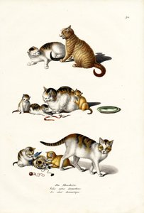 Chats domestiques, 1824 - Karl Joseph Brodtmann