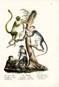 Singe vert, 1824