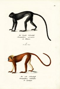 Langur Hanuman, 1824 - Karl Joseph Brodtmann