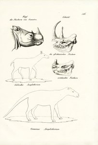 Tête de rhinocéros de Sumatra, 1824 - Karl Joseph Brodtmann