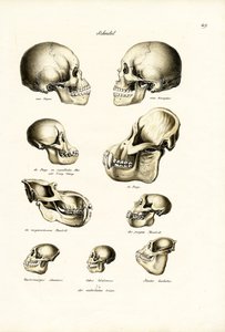 Crânes humains, 1824 - Karl Joseph Brodtmann