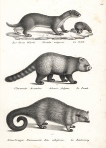 Belette pygmée, Mustela nivalis 1, panda roux, Ailurus fulgens 2, vulnérable, et binturong, Arctictis binturong 3, vulnérable. Lithographie de Karl Joseph Brodtmann de l