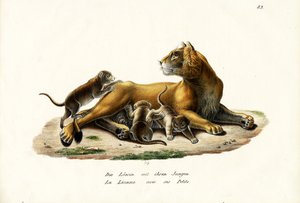 Lionne avec ses petits, 1824 - Karl Joseph Brodtmann