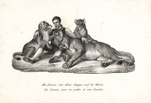 Lionne et lionceaux avec dresseur, Panthera leo. Lithographie de Karl Joseph Brodtmann de l