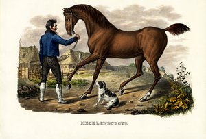 Cheval Mecklenburger, 1824 - Karl Joseph Brodtmann