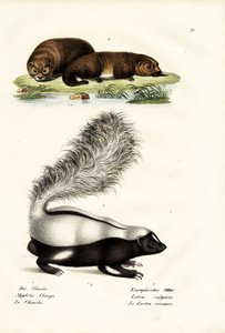 Mouffette à nez de cochon de Molina, 1824 - Karl Joseph Brodtmann