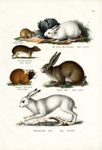 Lièvre Ogotona, 1824 - Karl Joseph Brodtmann