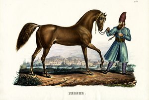 Cheval Persan, 1824