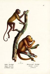 Singes hurleurs rouges, 1824