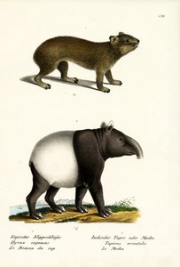 Daman des rochers, 1824