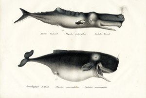 Cachalots, 1824