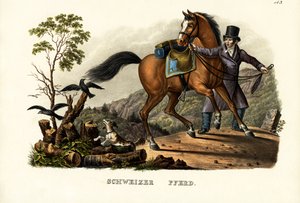 Cheval suisse, 1824 - Karl Joseph Brodtmann