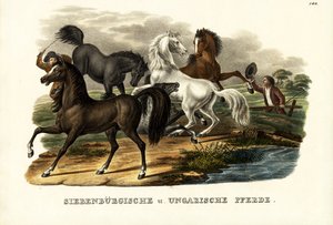 Chevaux transylvaniens et hongrois, 1824