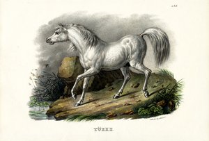 Cheval turc, 1824 - Karl Joseph Brodtmann