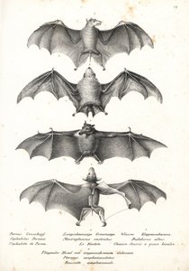 Chauve-souris frugivore à dos nu occidental, Dobsonia peronii 1, chauve-souris nectarivore à longue langue, Macroglossus minimus 2, chauve-souris fantôme du nord, Diclidurus albus 3, et roussette de Geoffroy, Rousettus amplexicaudatus 4. Lithographie de Ka - Karl Joseph Brodtmann