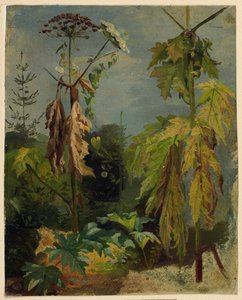 Étude de ciguë