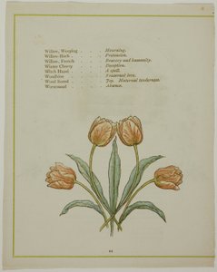 Illustration Décorative, de La Langue Illuminée des Fleurs - Kate Greenaway