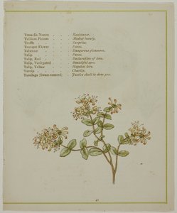 Valérianne à travers Volkamenia, de La Langue illuminée des fleurs - Kate Greenaway