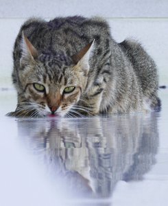 Cool Cat, 2022, photographie