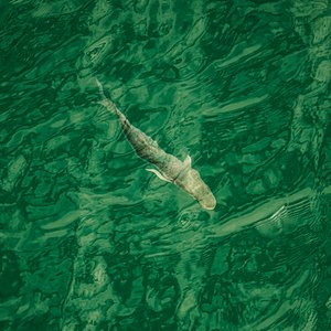 En eau profonde (à droite), 2021 (photo)