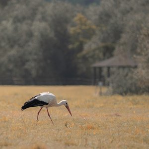 Pagode du Héron, 2021 (photo) - Katha Wood