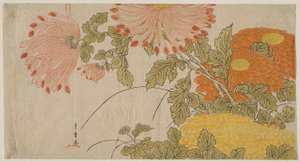 Chrysanthèmes - Katsukawa Shunsho