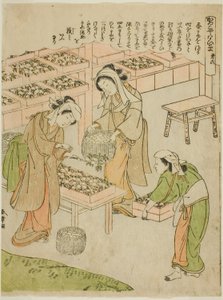 Planche 6 (Examen des Cocons Nouvellement Filés), de la série "Kaiko Yashinai-gusa" - Katsukawa Shunsho