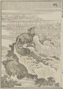 Blaireau, c. 1840 - Katsushika Hokusai