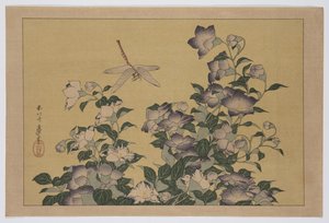 Campanule et libellule (estampe sur bois en couleur) - Katsushika Hokusai
