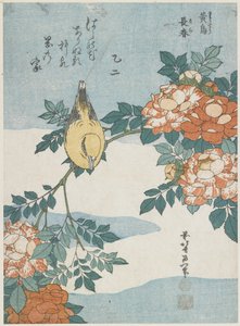 Loriot à nuque noire et rose de Chine, vers 1833