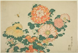 Chrysanthèmes et abeille, d